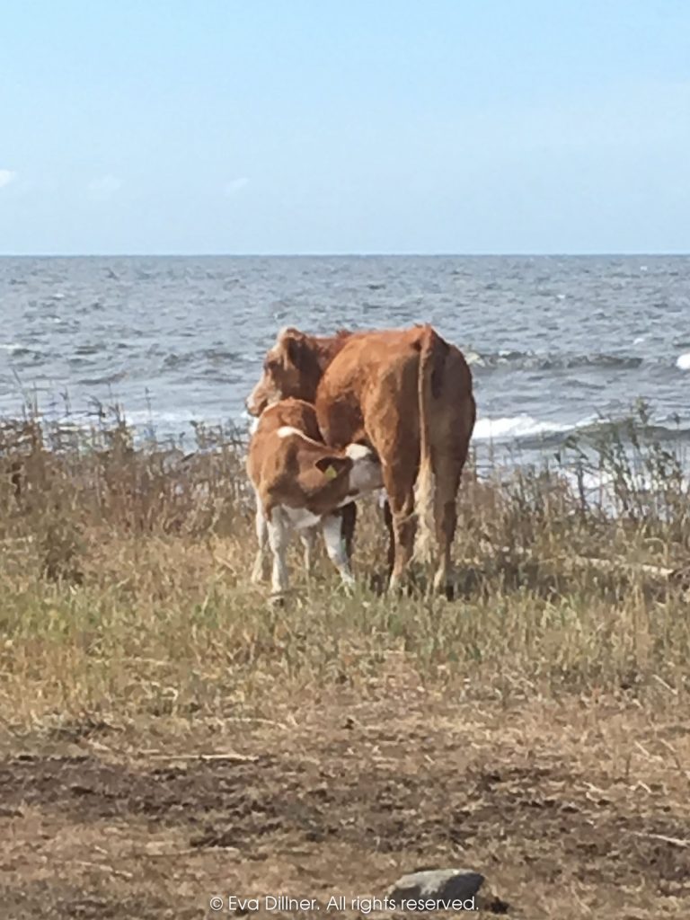 Parboäng. Kossor på strandängen.